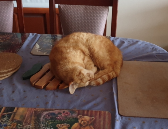 Sleeping on the table is his new favourite